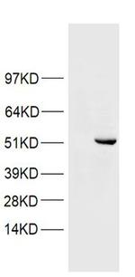 PAX5 Antibody in Western Blot (WB)