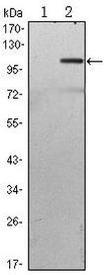 TAB2 Antibody in Western Blot (WB)