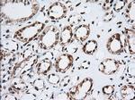 TACC3 Antibody in Immunohistochemistry (Paraffin) (IHC (P))