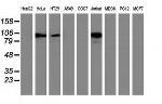TACC3 Antibody in Western Blot (WB)