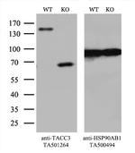 TACC3 Antibody in Western Blot (WB)