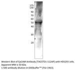 EpCAM Polyclonal Antibody