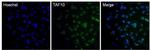 TAF10 Antibody in Immunocytochemistry (ICC/IF)
