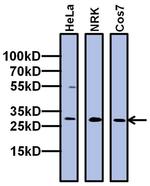 TAF10 Antibody in Western Blot (WB)