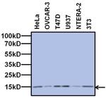 TAF13 Antibody in Western Blot (WB)