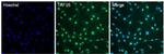 TAF15 Antibody in Immunocytochemistry (ICC/IF)
