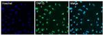 TAF15 Antibody in Immunocytochemistry (ICC/IF)