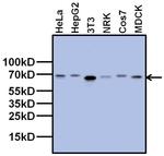 TAF15 Antibody in Western Blot (WB)