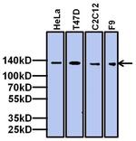TAF4 Antibody in Western Blot (WB)