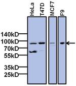 TAF6 Antibody in Western Blot (WB)
