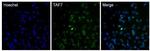 TAF7 Antibody in Immunocytochemistry (ICC/IF)