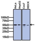 TAF7 Antibody in Western Blot (WB)
