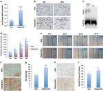 TAGLN Antibody in Western Blot, Immunohistochemistry (WB, IHC)