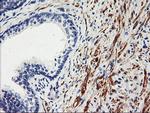 TAL1 Antibody in Immunohistochemistry (Paraffin) (IHC (P))