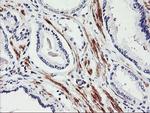 TAL1 Antibody in Immunohistochemistry (Paraffin) (IHC (P))