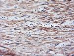 TAL1 Antibody in Immunohistochemistry (Paraffin) (IHC (P))