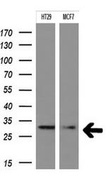 TAL1 Antibody in Western Blot (WB)