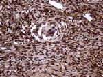 TALDO1 Antibody in Immunohistochemistry (Paraffin) (IHC (P))