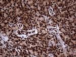 TALDO1 Antibody in Immunohistochemistry (Paraffin) (IHC (P))