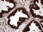 TALDO1 Antibody in Immunohistochemistry (Paraffin) (IHC (P))