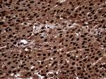 TALDO1 Antibody in Immunohistochemistry (Paraffin) (IHC (P))