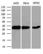 TALDO1 Antibody in Western Blot (WB)