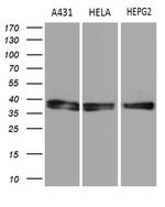 TALDO1 Antibody in Western Blot (WB)