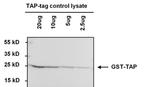 TAP Tag Antibody in Western Blot (WB)