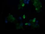 TAPBPL Antibody in Immunocytochemistry (ICC/IF)