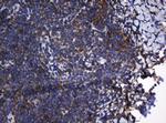 TAPBPL Antibody in Immunohistochemistry (Paraffin) (IHC (P))