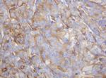 TAPBPL Antibody in Immunohistochemistry (Paraffin) (IHC (P))