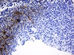 TAPBPL Antibody in Immunohistochemistry (Paraffin) (IHC (P))