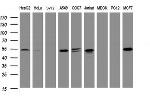 TAPBPL Antibody in Western Blot (WB)