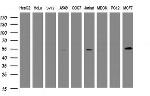 TAPBPL Antibody in Western Blot (WB)
