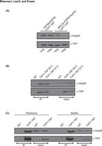 TAP Tag Antibody in Western Blot, Immunoprecipitation (WB, IP)