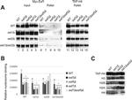 TAP Tag Antibody in Western Blot (WB)