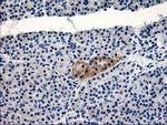 TBC1D21 Antibody in Immunohistochemistry (Paraffin) (IHC (P))