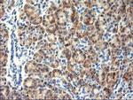 TBC1D21 Antibody in Immunohistochemistry (Paraffin) (IHC (P))