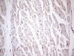 TBC1D28 Antibody in Immunohistochemistry (Paraffin) (IHC (P))