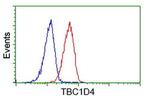 TBC1D4 Antibody in Flow Cytometry (Flow)
