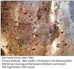 NAK Polyclonal Antibody