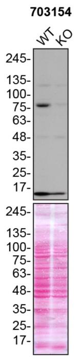TBK1 Antibody