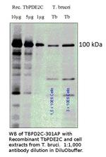 PDE2C/PDEB1 Polyclonal Antibody