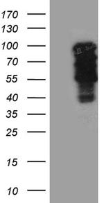 TBX3 Antibody in Western Blot (WB)