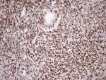 TCEAL1 Antibody in Immunohistochemistry (Paraffin) (IHC (P))