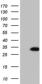 TCEANC2 Antibody in Western Blot (WB)