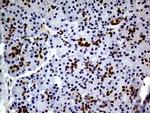 TCF12 Antibody in Immunohistochemistry (Paraffin) (IHC (P))