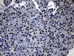 TCF12 Antibody in Immunohistochemistry (Paraffin) (IHC (P))