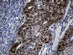 TCF12 Antibody in Immunohistochemistry (Paraffin) (IHC (P))
