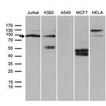 TCF12 Antibody in Western Blot (WB)